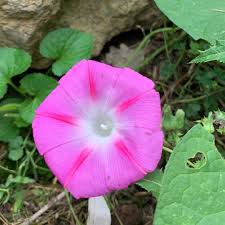 Image result for Ipomoea purpurea