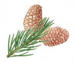 Attēlu rezultāti vaicājumam “Picea abies female flower”