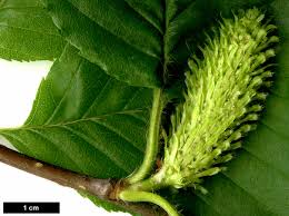 Attēlu rezultāti vaicājumam “Betula humilis fruit”