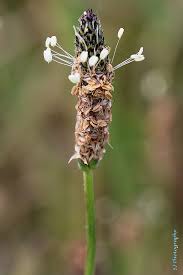 Attēlu rezultāti vaicājumam “Plantago lanceolata flower”