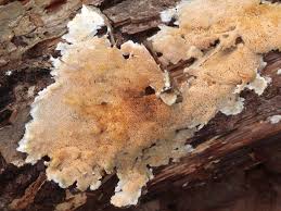 Attēlu rezultāti vaicājumam “Junghuhnia nitida”