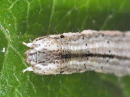 Attēlu rezultāti vaicājumam “Horisme vitalbata”