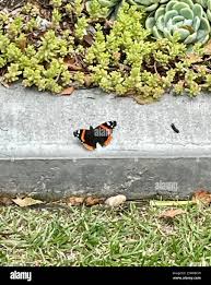 Attēlu rezultāti vaicājumam “Vanessa atalanta upperside”