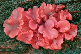 Attēlu rezultāti vaicājumam “Ascocoryne cylichnium”