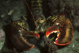 Image result for Homarus americanus