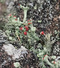 Attēlu rezultāti vaicājumam “Cladonia floerkeana”