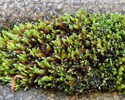 Attēlu rezultāti vaicājumam “Bryum”