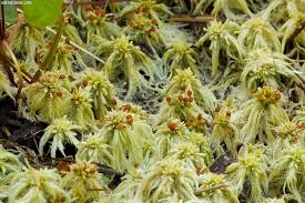 Attēlu rezultāti vaicājumam “Sphagnum centrale sporophyte”