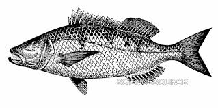 Image result for Petrus rupestris