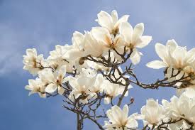 Attēlu rezultāti vaicājumam “Magnolia”