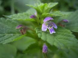 Attēlu rezultāti vaicājumam “Galeopsis bifida”