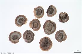 Attēlu rezultāti vaicājumam “Linaria loeselii”