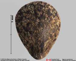 Attēlu rezultāti vaicājumam “Galeopsis speciosa leaf”