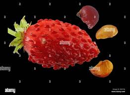 Attēlu rezultāti vaicājumam “Fragaria vesca fruit”