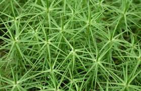 Attēlu rezultāti vaicājumam “Polytrichum commune”