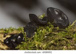 Attēlu rezultāti vaicājumam “Lamproderma arcyrioides macro”