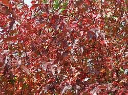 Attēlu rezultāti vaicājumam “Acer tataricum subsp. ginnala leaf”