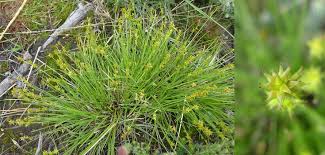 Attēlu rezultāti vaicājumam “Carex echinata”