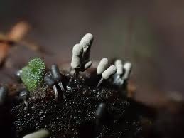 Attēlu rezultāti vaicājumam “Cribraria vulgaris stalked”