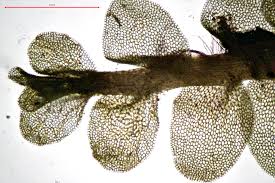 Attēlu rezultāti vaicājumam “Jungermannia hyalina”