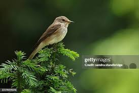 Attēlu rezultāti vaicājumam “Muscicapa striata”