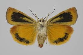 Attēlu rezultāti vaicājumam “Cryptocala chardinyi”