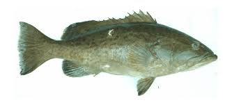 Image result for Mycteroperca microlepis