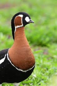 Image result for Branta ruficollis