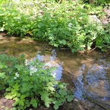 Image result for Brunnenkresse