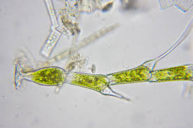 Attēlu rezultāti vaicājumam “Bulbochaete mirabilis”