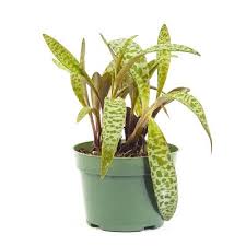 Attēlu rezultāti vaicājumam “Lycogala leopardinum sessile”