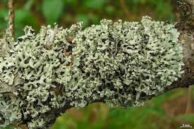 Attēlu rezultāti vaicājumam “Hypogymnia physodes”