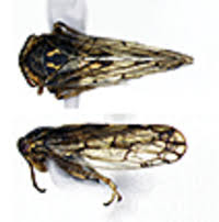 Attēlu rezultāti vaicājumam “Oncopsis sp.”