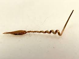 Attēlu rezultāti vaicājumam “Erodium cicutarium fruit”