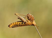 Attēlu rezultāti vaicājumam “Entomophaga grylli”