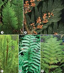 Attēlu rezultāti vaicājumam “Isoetaceae”