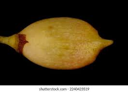 Attēlu rezultāti vaicājumam “Syringa vulgaris fruit”