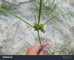 Attēlu rezultāti vaicājumam “Cyperus fuscus”