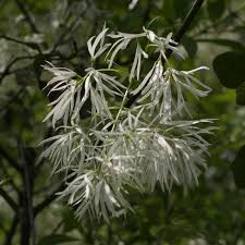 Attēlu rezultāti vaicājumam “Chionanthus virginicus flower”