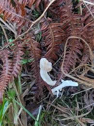 Attēlu rezultāti vaicājumam “Clavulina rugosa”