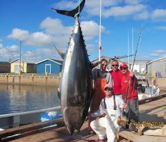Image result for giant tuna