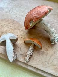 Attēlu rezultāti vaicājumam “Leccinum aurantiacum”