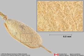 Attēlu rezultāti vaicājumam “Berteroa incana fruit”