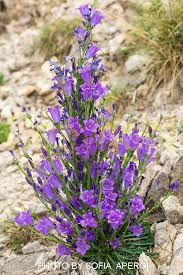Image result for Campanula affinis