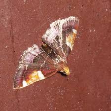 Attēlu rezultāti vaicājumam “Pyralis regalis”