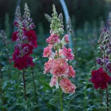 Image result for Antirrhinum majus maximum