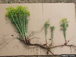 Attēlu rezultāti vaicājumam “Euphorbia cyparissias”