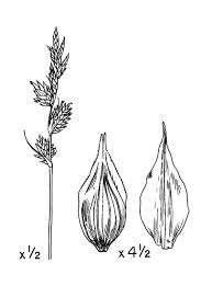 Attēlu rezultāti vaicājumam “Carex arenaria”