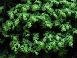 Attēlu rezultāti vaicājumam “Scapania nemorea”