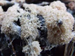 Attēlu rezultāti vaicājumam “Fuligo cinerea”